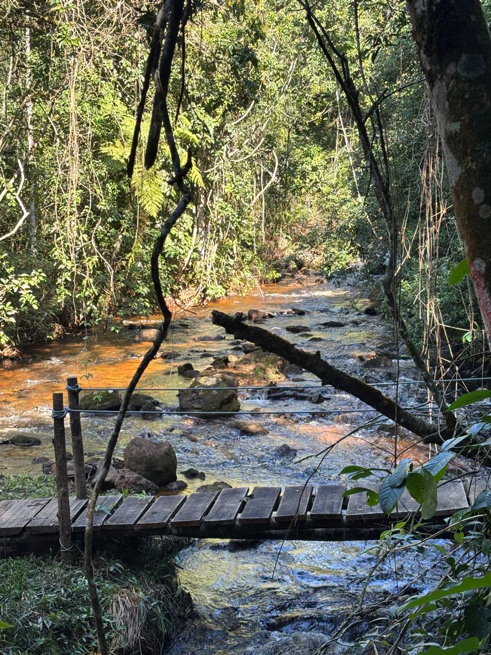 Trilha e ponte sobre o riacho